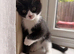 12 week old kittens