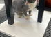 Kitten 2 months