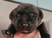 Working labrador puppies for sale