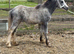 YEARLING FILLY
