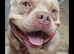 Micro bully