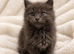2 kittens