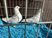 Pigeon for sale