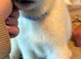 4 Beautiful White Husky Puppies Ready for Their Forever Homes