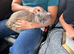Lilac British Shorthair Stud Service – TICA Registered