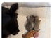 Pedigree chihuahuas