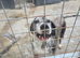 Dog to rehome