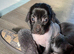 Crestepoo puppies (hairless)