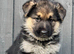 STRAIGHT BACKED GERMAN SHEPHERD PUPPIES FOR SALE