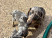 Miniature dachshunds