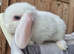 Mini lop baby girls