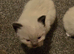Gorgeous ragdoll kittens