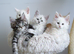 TICA Registered Maine Coon Kittens