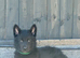 STRAIGHT BACKED GERMAN SHEPHERD PUPPIES FOR SALE