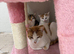 Kittens For Sale