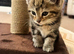 F Bengal X Kitten