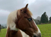 12.2 pony for sale