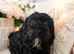 Cavapoo &times; Border Terrier cross.
