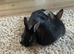 2 male rabbits