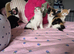 Kittens for sale.