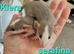 LARGE CAGE & 6 RATS AND ACCESSORIES