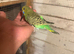 Baby budgies for sale £40 each collection mk404nn