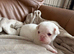 Stunning Pink Pug Puppies Available