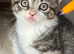 Beautiful Kittens Ready Now