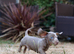 Stunning Miniature unusual dachshunds....lots of interest so be quick to avoid disappointment