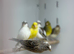 Canaries