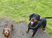 Miniature dachshund boy.