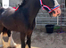 Blagdon colt