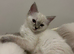 Gordious pure ragdoll kittens