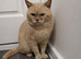 Healthy Pedigree Cats & Kittens for Sale – Moving House