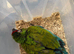 Selling baby handreared military macaw