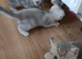 British kittens