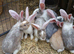 PURE Continental Giants - White Eared - Vaccinated NOBIVAC 3 in 1 READY NOW