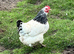 Light Sussex bantams
