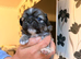 Pekingese puppies