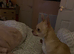 Chihuahua bitch