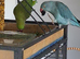 2x Indian ringnecks