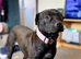 Female staff x shar pei