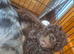 Miniature poodle puppys
