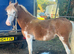 Splashed show potential filly