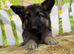 German Shepherd, puppies