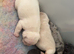 FLUFFY FRENCH BULLDOG PUPPIES