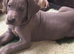 Exceptional Great Dane Puppies