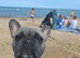 Her is my stunning male french bulldog