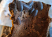 Baby Mourning geckos