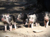 Genuine Juliana Line Micro Pigs